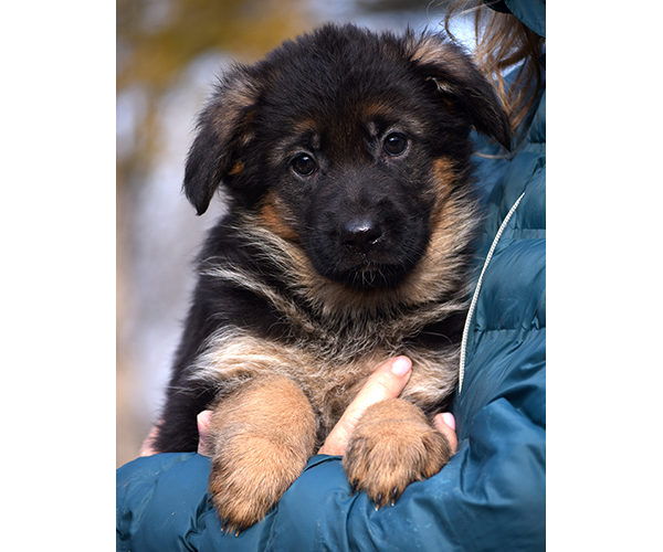 Long Coat Female German Shepherd Puppy for Sale in Maryland, Pennsyvania, West Virginia, Virginia, East Coast, the best German Shepherd breeder in the USA